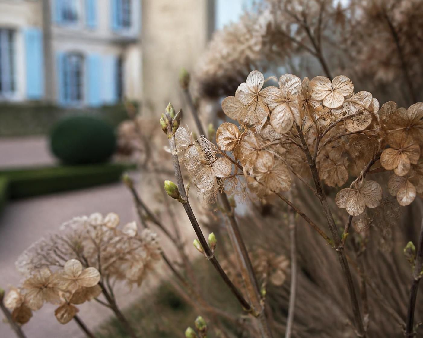 apprenez à tailler correctement vos hortensias pour favoriser une belle floraison sans endommager les bourgeons futurs. conseils pratiques et astuces de taille.