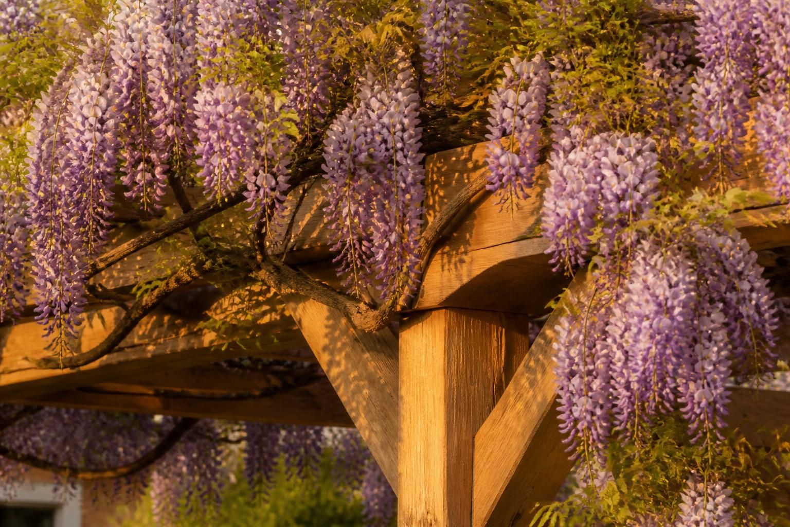 découvrez le calendrier parfait pour tailler votre glycine sans risquer de compromettre sa floraison et profiter d'une magnifique floraison chaque saison.