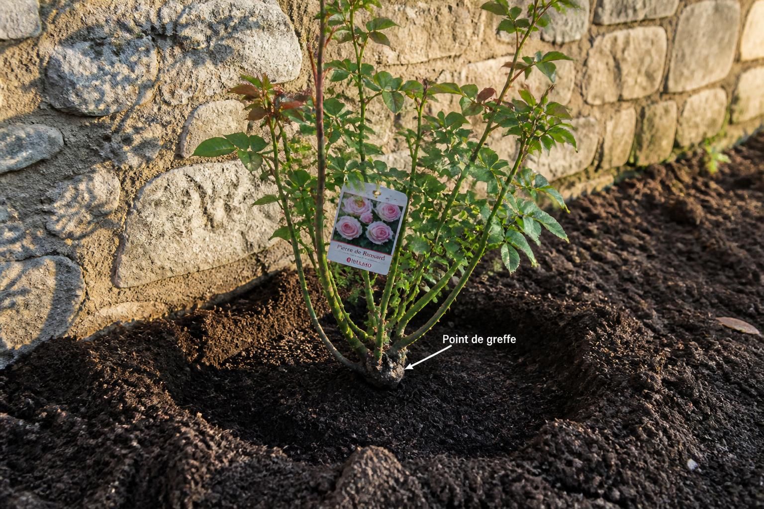 découvrez notre guide complet pour planter un rosier grimpant avec succès et favoriser un enracinement optimal, afin d'embellir votre jardin toute l'année.