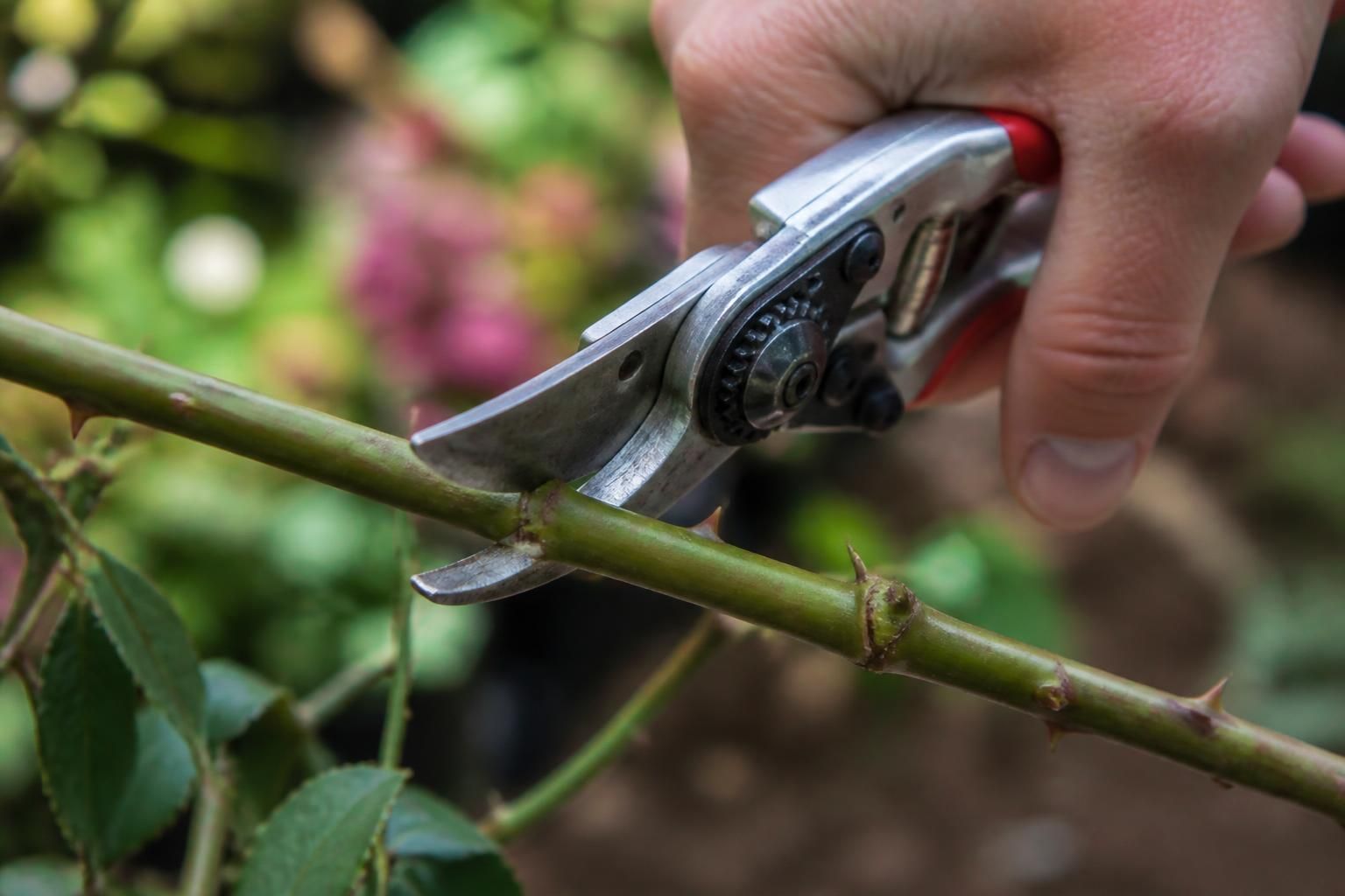 découvrez notre guide ultime pour réussir vos boutures de rosiers et assurer leur reprise avec des conseils simples et efficaces pour un jardin florissant.